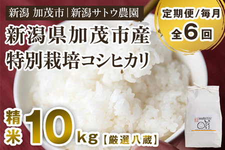 【定期便6ヶ月毎月お届け】【2024年先行予約】【令和6年産新米】化学肥料未使用の従来コシヒカリ【厳選八蔵10kg】特別栽培 有機肥料で育った厳選米 加茂市 新潟サトウ農園