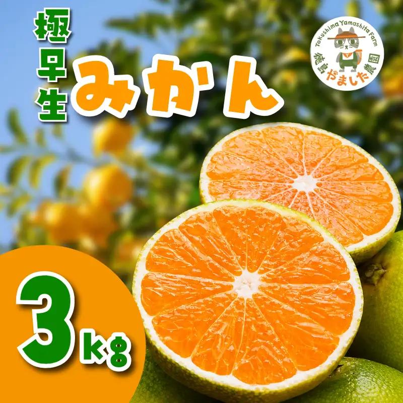 【2026年10月順次発送】 極早生みかん 3kg 温州 みかん