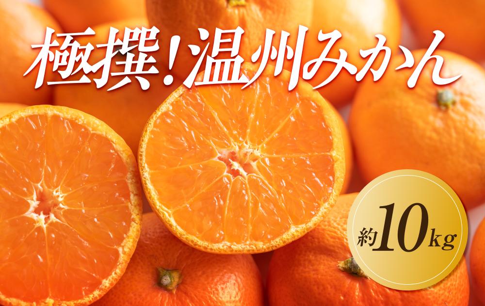 【2025年11月上旬より順次発送】極撰！温州みかん　約10kg｜果物 くだもの フルーツ 柑橘 みかん 温州みかん 人気 おすすめ 先行予約 香川 高松 372013_GM011