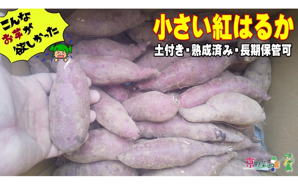 小さい紅はるか（京都産） 8kg　DJ00013