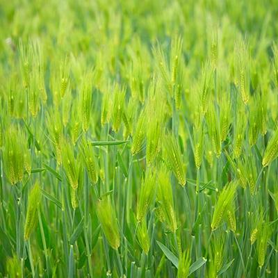 ふるさと納税 福崎町 もちむぎ精麦1kg×4袋 |  | 02