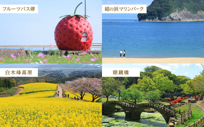 【1週間以内発送/限定数量】【家庭用に最適】長崎いちご「ゆめのか」M〜Lサイズ 約250g×4パック 合計1000g