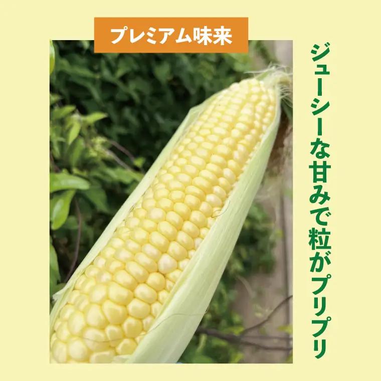 【6月下旬より発送 】数量限定 とうもろこし 12～14本 恵味 ドルチェドリーム プレミアム味来 とうもろこし トウモロコシ スイートコーン 農家直送 茨城県 水戸市（GR-4）