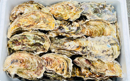 ＼先行予約／北海道 仙鳳趾名産 牡蠣 100g〜149g×35コ かき漁師直送 K5-2＜出荷時期：2024年5月20日以降順次出荷＞＜センポウシ : 釧路町の東 厚岸湾の西 カキの名産地＞