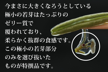 生じゅんさい食べ比べセット1kg タレ4個（生じゅんさい500g、特選生じゅんさい500g） 《冷蔵》（2024年5月中旬頃〜7月下旬順次発送予定） 先行受付