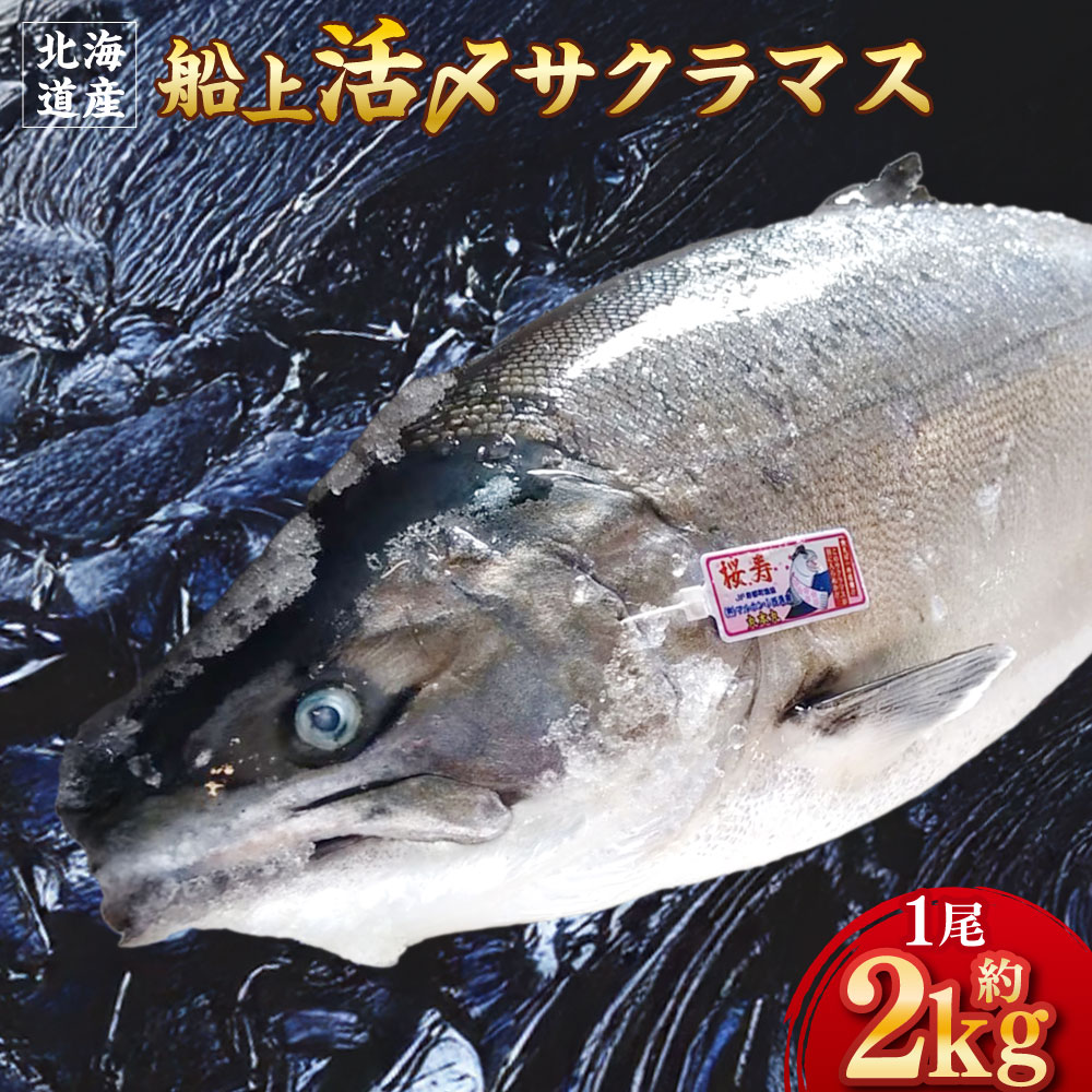 【ふるさと納税】北海道産 船上活〆サクラマス 約2kg サクラマス マス 鱒 魚介類 水産物 さかな 魚 塩焼き ムニエル ホイル焼き 刺身 アラ汁 フライ 南蛮漬け スモーク 冷蔵 国産 北海道 蘭越町 送料無料 【2026年4月上旬～5月上旬まで発送予定】