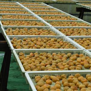 紀州南高梅　はちみつ入り味梅　500g　ご家庭用