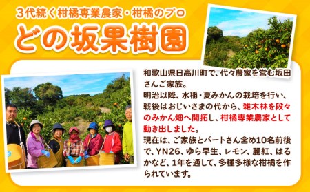 早生みかん5kg(2S～Lサイズ) どの坂果樹園《12月上旬-1月末頃出荷》 和歌山県 日高川町 みかん 早生