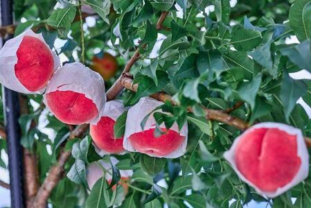 【2026年8月中旬発送】訳あり☆オリジナルブランド富士桃『訳あり』 約2キロ 河口湖で初の桃栽培！ 先行予約