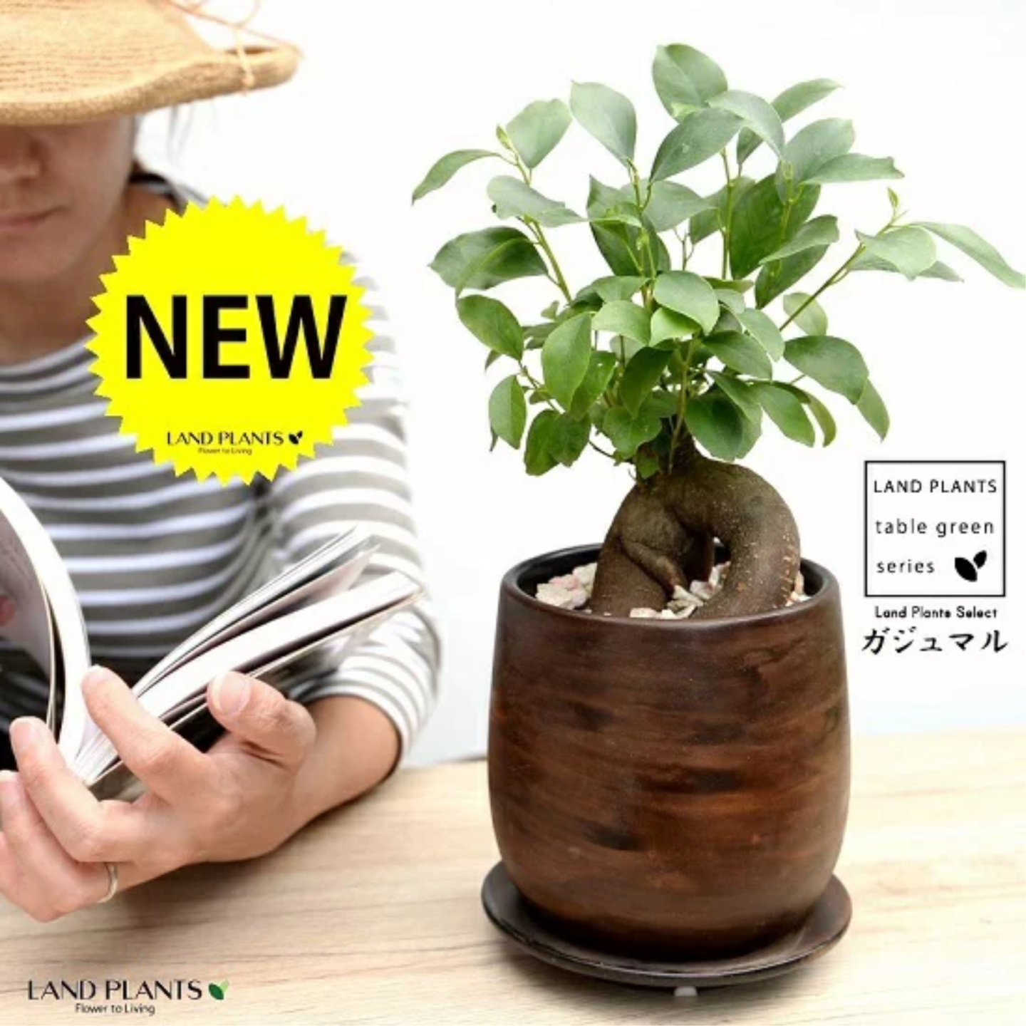 【オリジナル鉢】 ガジュマル（幹太） ウッド風 ペイント陶器鉢 Sサイズ 【天然砕石・受皿・育て方】 がじゅまるの木 ガジュマル 幸福をもたらす 多幸の樹 精霊 鉢植え 鉢 丸鉢 陶器 ブラウン 茶色 茶 こげ茶 ウォールナット 木目 木目調