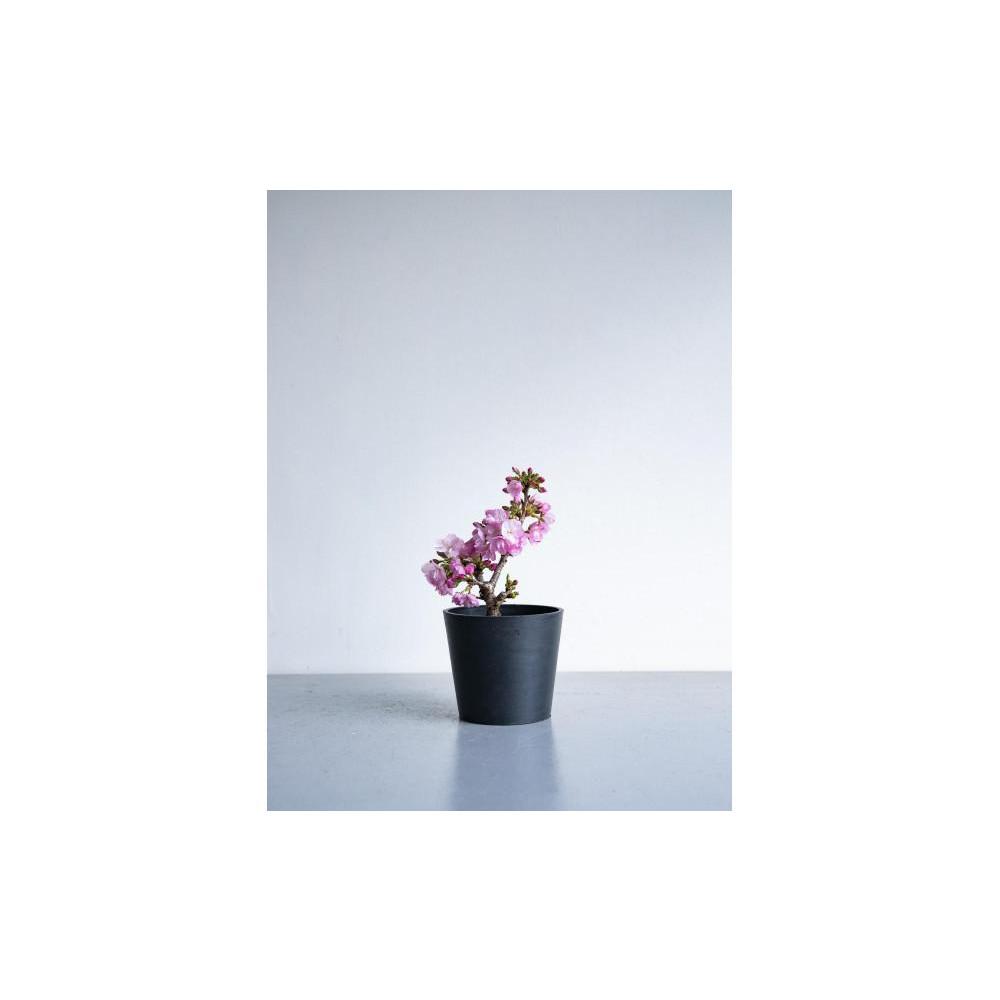 【ふるさと納税】【鉢付き】サクラ テーブル Mサイズ【鉢のカラーを選択してください】 | 植物 プラント 人気 おすすめ 送料無料