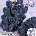 【ふるさと納税】ぶどう 2024年 先行予約 オーロラブラック 2房 1房 500g～600g 贈答用 ブドウ 葡萄 フルーツ 果物 岡山 赤磐市産 農マル園芸 あかいわ農園　【果物 ぶどう フルーツ オーロラブラック 種なし 大粒 高糖度 2房】　お届け：2024年8月下旬～2024年9月下旬