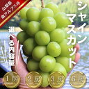 【ふるさと納税】2025年先行予約【ふるさと納税】シャインマスカット 【選べる内容量】600g以上・約1.2kg・約1.8kg・約3.6kg 〈出荷時期:2025年8月下旬～2025年9月下旬〉 山梨県 南アルプス市 フルーツ 果物 くだもの ぶどう ブドウ ギフト お中元 贈り物