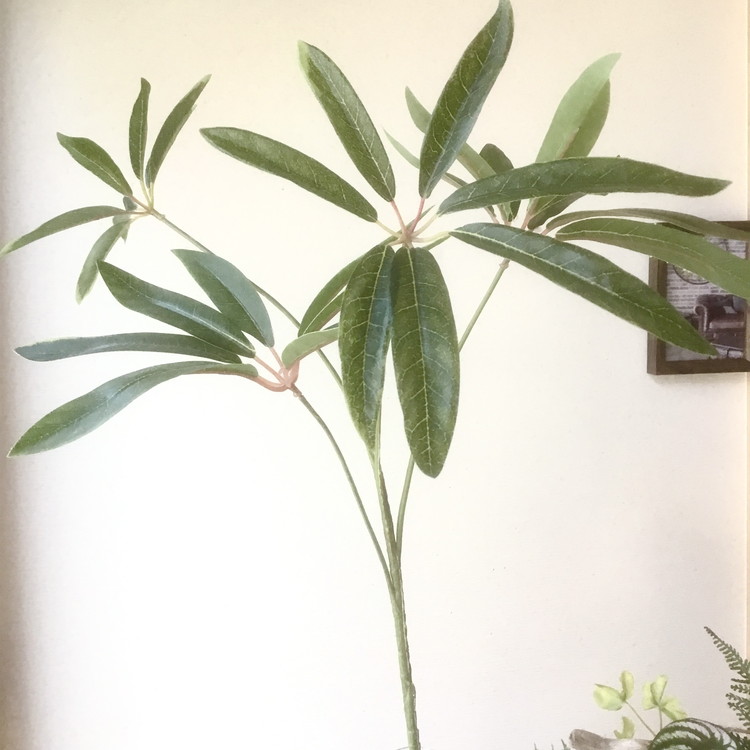 倒してもこぼれないお水 癒しのグリーン「シェフレラ1輪挿し」光触媒