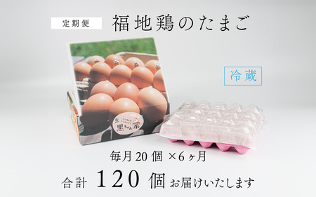 【6ヶ月連続お届け】 福井ブランド 「福地鶏」 の卵 20個 濃厚で甘くておいしい！  定期便 ／ 卵 たまご 鶏卵 生卵 有精卵 高級 高級卵 福地鶏 鶏 平飼い 美味しい こだわり 6ヶ月 定期便