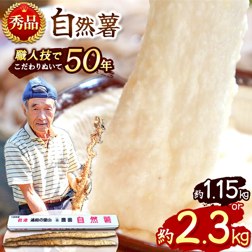 【ふるさと納税】【 先行予約 】★ レビューキャンペーン ★ 千葉県産 自然薯 約1.15kg or 約2.3kg 11月上旬頃～順次発送 | マルショー農園 1本 2本 3本 ベテラン農家 長期保存 じねんじょ とろろ やまいも 麦とろご飯 ネバネバ丼 イチオシ 千葉県 君津市 きみつ