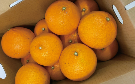 【 紅まどんな × 甘平 = 紅プリンセス 同品種】 愛南 プリンセス 2kg 果樹園みどり