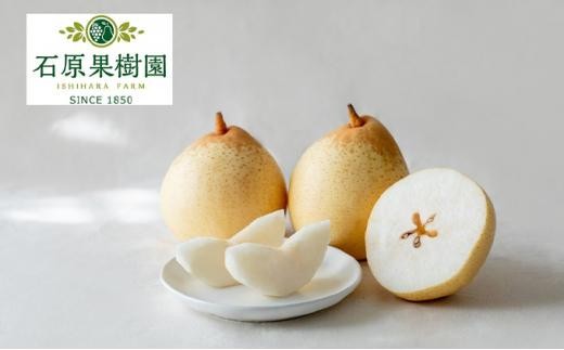 
                  梨 2026年  鴨梨（ヤーリー）大玉6～10玉 約4kg 化粧贈答箱 赤秀【ナシ なし 岡山県産 国産 フルーツ 果物 ギフト 石原果樹園】
                