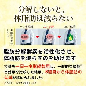 定期便 3ヵ月 伊右衛門 特茶TOKUCHA 伊右衛門（特定保健用食品）500mlペット 2箱 48本　