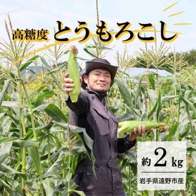 【先行予約】菊池一真の とうもろこし ゴールドラッシュ 約2kg 【2026年7月下旬～発送】【配送不可地域：離島】【1579762】