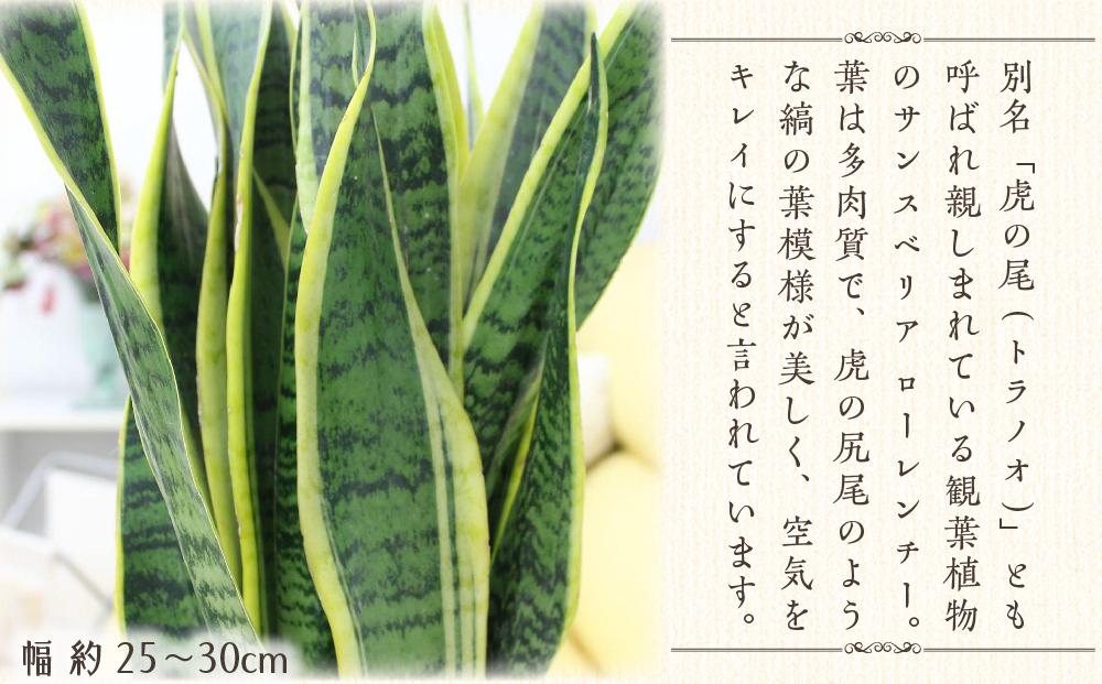 【観葉植物】サンスベリア 7号 バスケット鉢カバー 土の表面:ウッドチップ ｜観葉植物 インテリア 部屋 おしゃれ 福岡県筑前町 送料無料