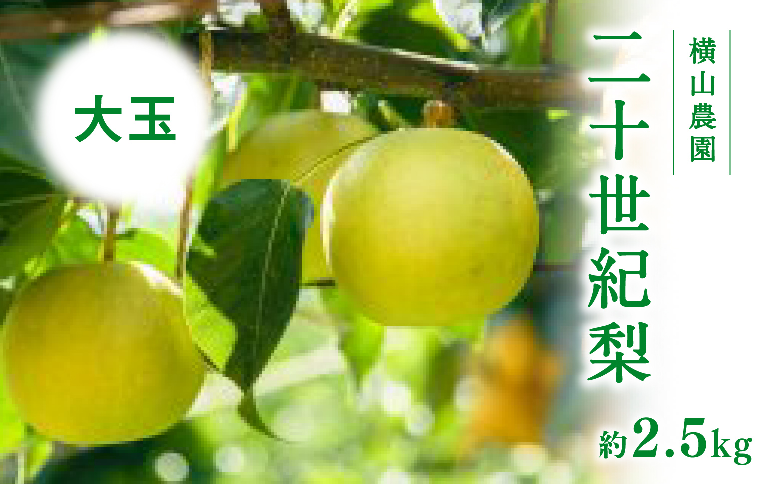 【先行予約】横山農園 大玉厳選 二十世紀梨 2.5kg(5〜6玉) 梨 なし フルーツ 果物 くだもの 鳥取県 佐治 梨 なし ナシ