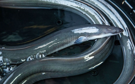 山梨県産富士山脈の地下水 炭火焼きうなぎの蒲焼(2尾約260g以上)【配送不可地域：離島】【1668234】