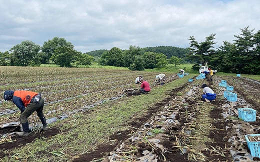 収穫は手掘りで一つ一つ丁寧に収穫しています。このあと根を切り病害を防ぐためじっくり乾燥します。