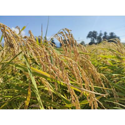 ふるさと納税 阿賀野市 夢の谷ファームのこめ粉 250g×4袋 |  | 02