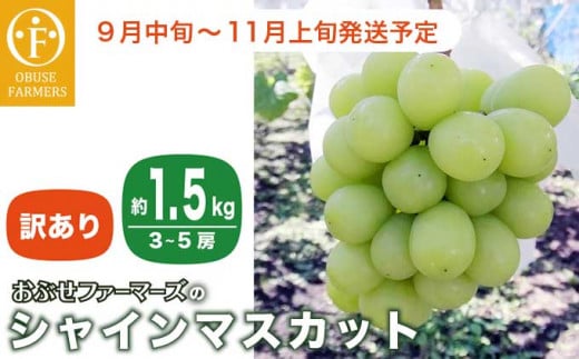 【訳あり】シャインマスカット 約1.5kg  3～5房 ［おぶせファーマーズ］家庭用 果物 フルーツ ぶどう 期間限定 数量限定 規格外 不揃い 傷 令和6年産 【2024年9月中旬～11月上旬発送】［F-42］