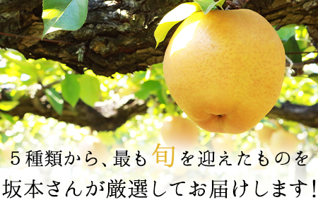 さかもと果樹園の玉東梨 約5kg (6玉-18玉前後)《8月中旬-9月末頃出荷》【日付指定・品種指定不可】 ｜ブランド梨 人気梨 特産品梨 熊本県梨 玉東町梨 大人気返礼品