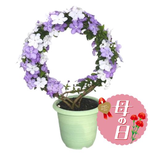 【ふるさと納税】 【先行予約】 母の日に！ アメリカ ジャスミン 鉢植え リング 仕立て 5号 花 贈り物 お祝い 植物 季節 生花 フラワー ギフト 母の日 2026年5月から順次発送 オンライン決済限定 静岡県 藤枝市