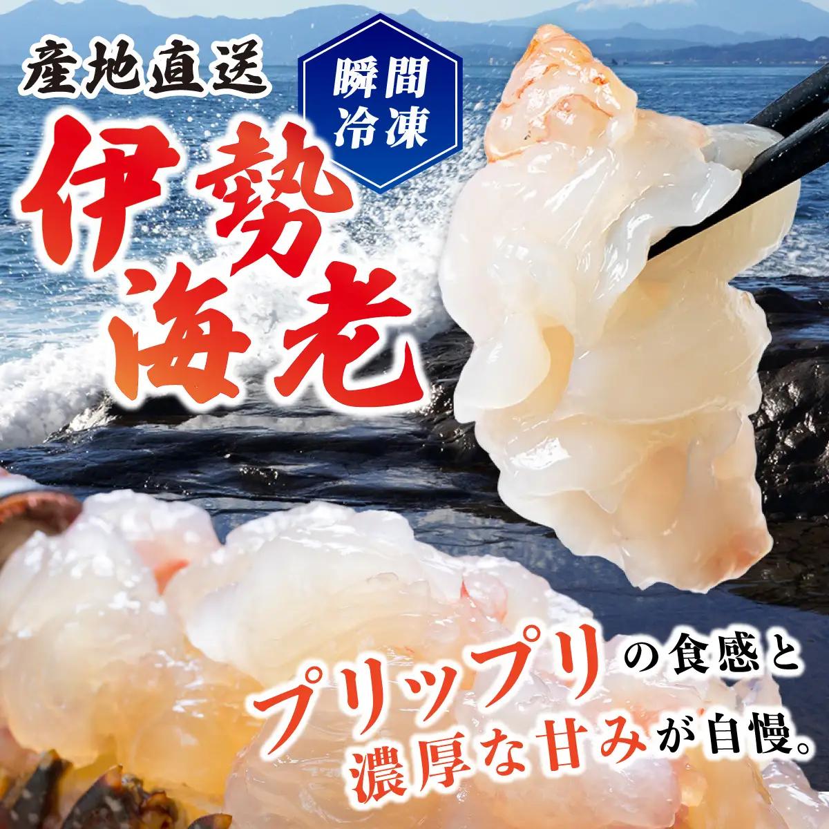 訳あり 活〆伊勢海老 500g(1～3尾)