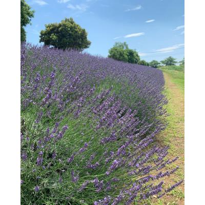 ふるさと納税 久喜市 久喜市菖蒲産ラベンダー精油・芳香蒸留水セット |  | 01