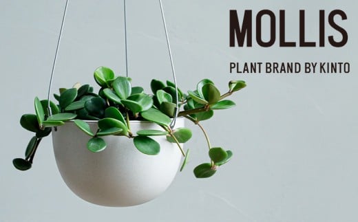 【 観葉植物 】 MOLLIS ペペロミア ホープ KINTO インテリア 多肉 植物 室内 吊り下げ