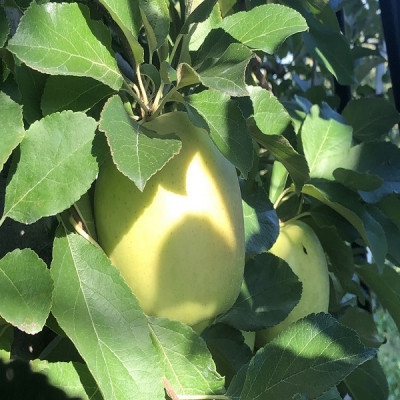 
                  青森県産　黄王(きおう)　贈答用　約3kg　和梨の様なシャキシャキ食感の、軽やかな甘さの夏りんご【1648749】
                