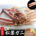 【ふるさと納税】 【魚倉】 タグ 付き 生 松葉ガニ （大800g） ズワイガニ 松葉蟹 カニ かに かにしゃぶ 【11月から3月発送予定】