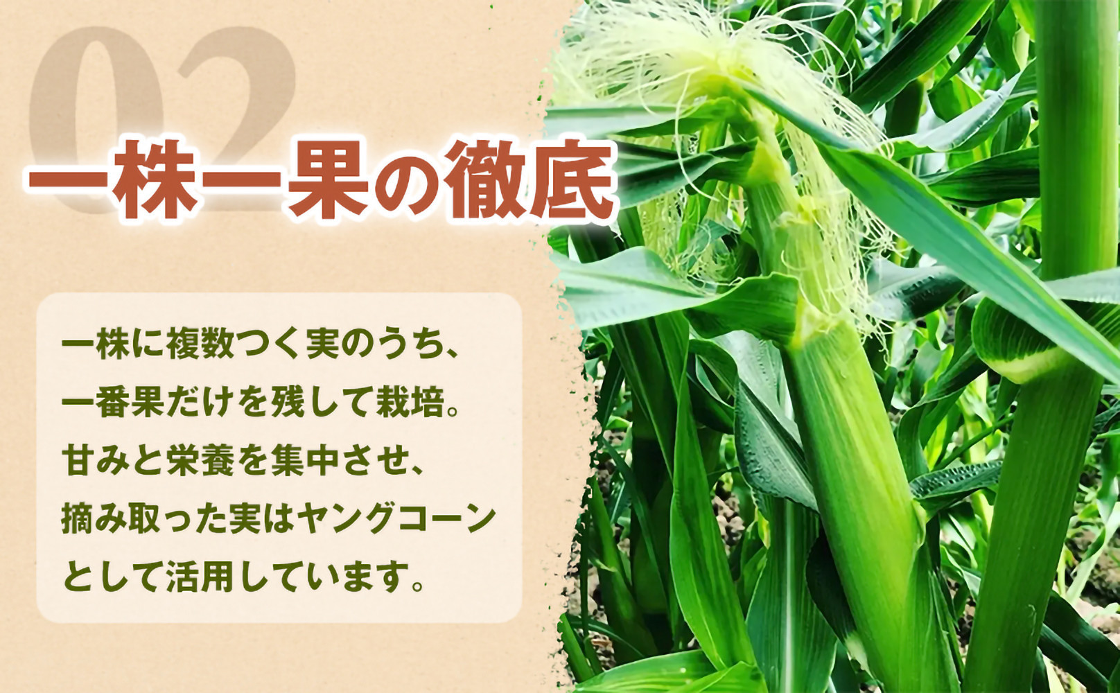 ［2027年発送 先行予約 夏の味覚］潮風ホワイト 2Lサイズ 10～12本 とうもろこし トウモロコシ 白 コーン とうもろこし BBQ 焼き肉 白浜町