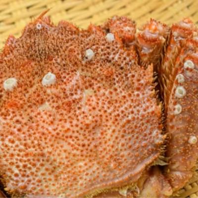 ふるさと納税 森町 【訳あり】北海道産冷凍ボイル毛ガニ(約250g前後〜約300g前後×2尾) |  | 03