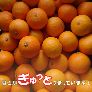 【2025年12月から順次発送】 愛果28号 訳あり 5kg ｜ 紅まどんな と同品種 みかん 愛果 蜜柑 松山市産みかん 柑橘 ミカン 蜜柑 みかん 果物 オススメみかん フルーツ あいか みかん 