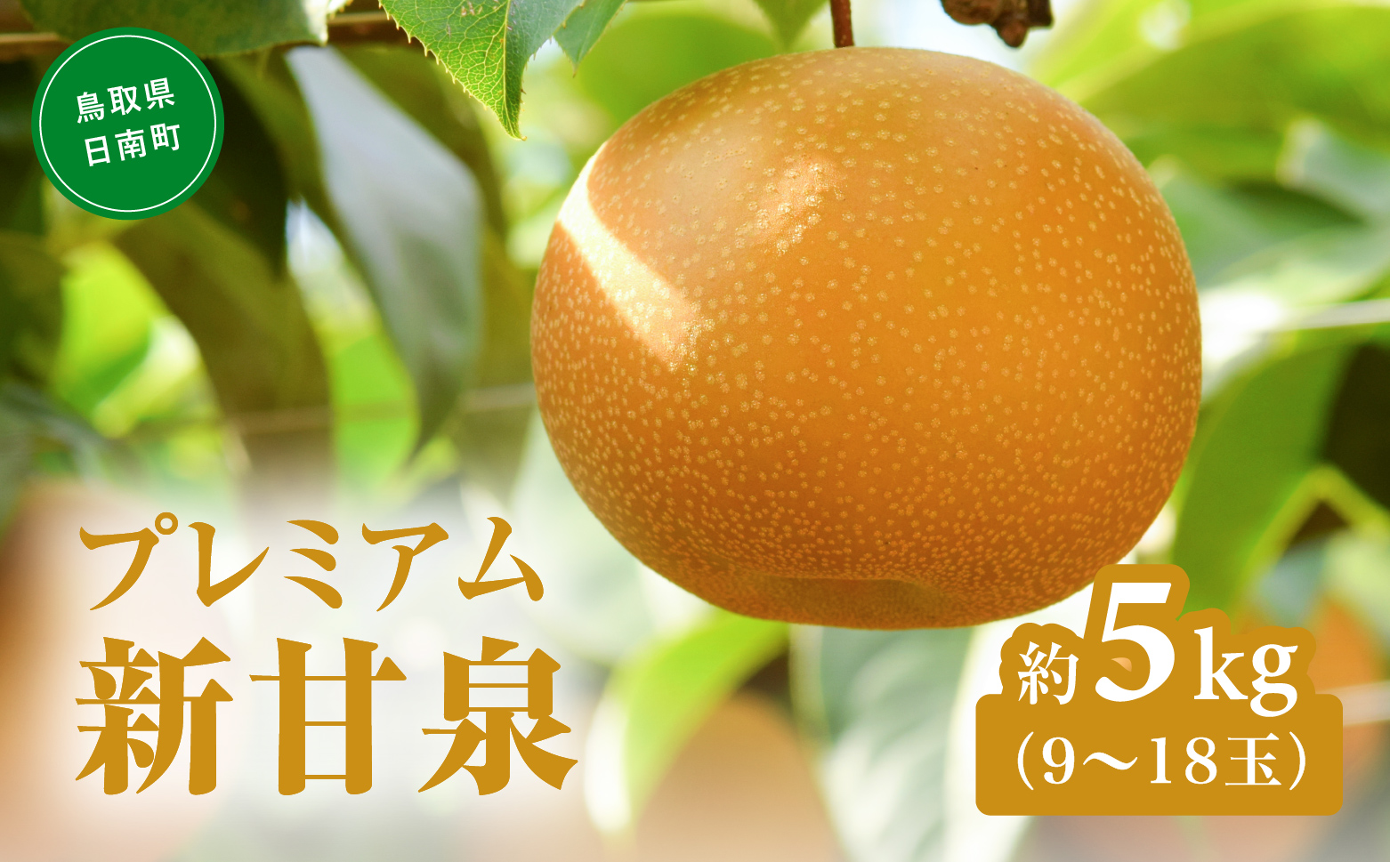 プレミアム新甘泉（しんかんせん） 5kg前後 (9～18玉前後) 梨 なし フルーツ 鳥取 高間商店