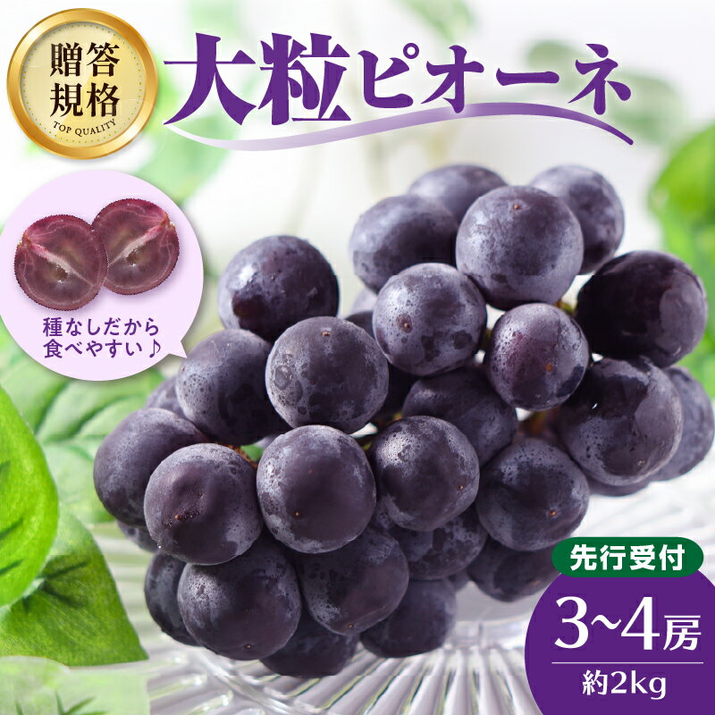 【ふるさと納税】 《先行受付》贈答規格 大粒ピオーネ 3〜4房 約2kg【2025年9月中旬頃〜発送予定】【大江町産・小林葡萄園】 種なし 山形ぶどう 大江町産 小林葡萄園 ぶどう ブドウ 葡萄 果物 フルーツ 産地直送 プレゼント レビューキャンペーン