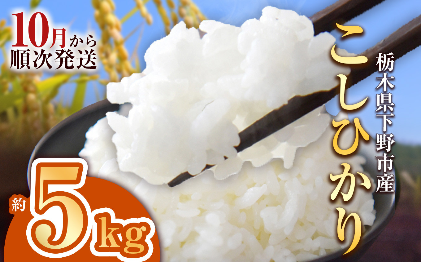 
            【先行予約】下野市産コシヒカリ 5kg | 米 こめ コメ kome 白米 精米 お米 こしひかり ｺｼﾋｶﾘ 新米 栃木米 令和7年度米 令和7年度 2025年度米 2025年度 ブランド米 栃木県 特産品 送料無料 栃木県 下野市 しもつけ市
          
