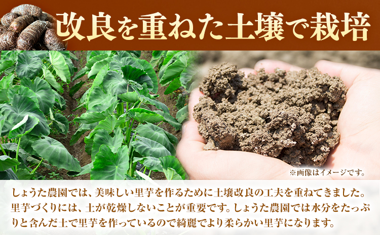 里芋 赤芽里芋 約5kg しょうた農園《11月上旬-3月末頃出荷》福岡県 鞍手町 さといも 里芋 野菜 送料無料---skr_aktksi_af113_26_13000_5kg---