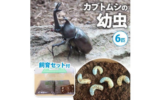 【配送期間は2026年1月下旬～4月上旬に随時配送】カブトムシ（幼虫・6匹）飼育セット付 生き物 かぶとむし 昆虫 [№5299-0053]