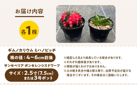 ギムノカリキウム ミハノビッチ ＆ サンセベリア ボンセレンシスドワーフ 各1株 Gymnocalycium mihanovichii&nbsp;＆sansevieria boncellensis d