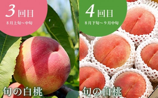 ［年10回定期便］ 信州の人気フルーツ定期便 年10回コース ［小布施屋］ 定期便 頒布会 フルーツ 果物 信州 令和7年産 【2025年6月中旬～2026年2月発送】