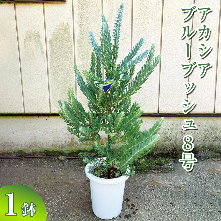 【ふるさと納税】アカシア　ブルーブッシュ8号 ※離島への配送不可| 観葉植物 植物 グリーン アカシアの木 ブルーブッシュ 室内 苗 鉢植え シンボルツリー ギフト 贈答 贈り物 プレゼント お中元 お歳暮 直送 農家直送 茨城県 古河市 送料無料 お祝 記念日 景品 樹木 _BZ19