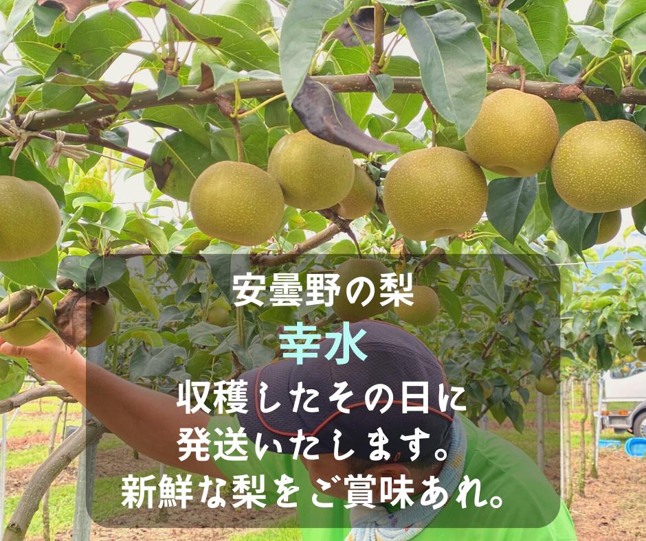 
            幸水 梨 （家庭用５kg） 【朝採り当日発送！】
          