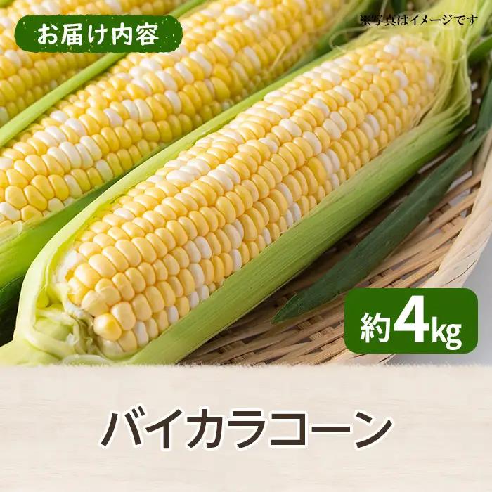 ＜先行予約！2027年6月上旬以降順次発送予定＞バイカラコーン(約4kg) トウモロコシ とうもろこし 人気 【man070】【Aglio nero】